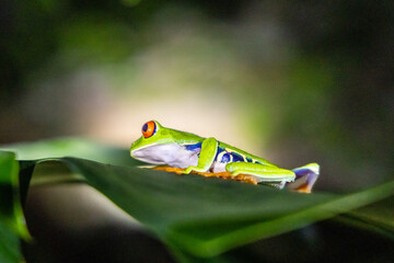 Red-eye tree frog sits on a leaf and tree branch lit during the night
