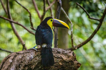 A colorful toucan sits on a branch, surrounded by trees