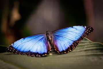 A blue morpho butterfly with its wings spread wide