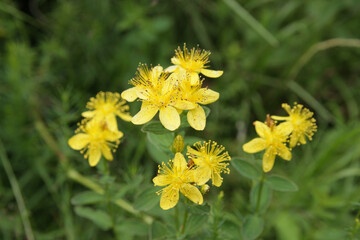 Flowers of yellow St. John's wort.