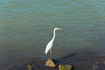 Great white heron with stretched neck standing on a sea rock looking for fish to catch.