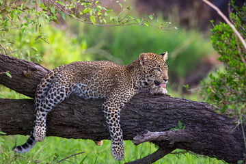 Leopard Grooming on Log