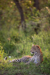 Young Leopard Relaxing