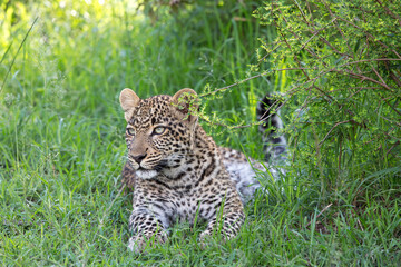 Naklejka na ściany i meble Young Leopard in the Grass