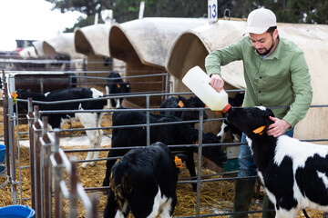Focused man farm worker feeding calf using bottle with teat at livestock breeding farm