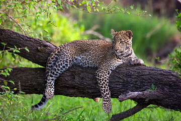 Leopard Draped over Log