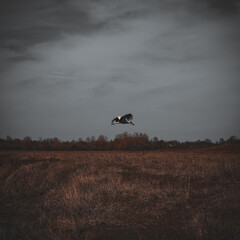 stork flying at sunset