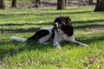 black and white dog sitting in the forest