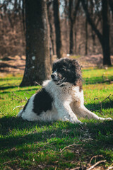 black and white dog sitting on grass in the forest