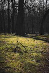 spring in the forest