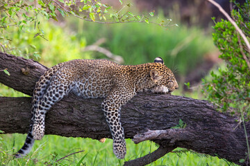 Leopard Resting on Log 3910