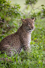 Young Leopard in the Rain in the Jungle