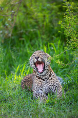 Leopard Yawning