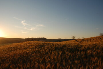 paisagem campo de trigo em lindo fim de tarde 
