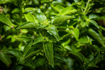 Basil in a garden with blurred background. Species Ocimum basilicum