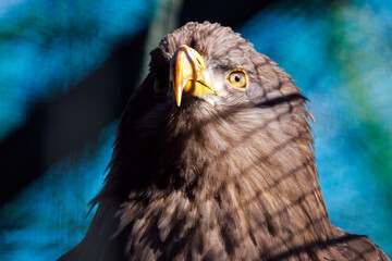 Seeadler