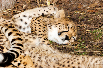Gepard Jungtier