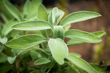 Sage with blurred garden background. Illuminated by the Sun. Species Salvia officinalis