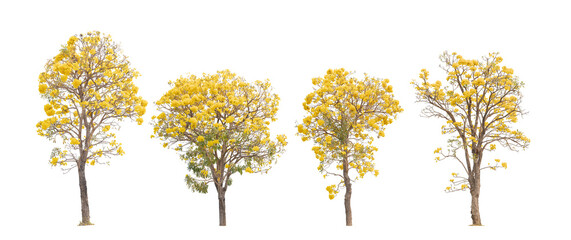 Tropical plant yellow tree flower bush shrub tabebuia isolated on white background  with clipping...