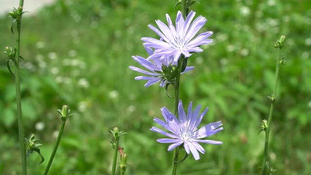 chicory. Flowering chicory, common chicory Cichorium intybus. Nectar and pollen of honey plants. Coffee substitute. It is used in the production of confectionery products, appetizing drinks