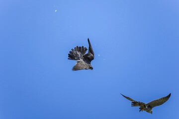 青空バックに見る壮絶なハヤブサ同士のバトルシーン
