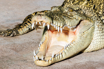 Obraz premium Krokodil