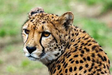 Gepard im Portrait