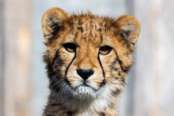 Plakat Gepard Portrait eines Jungtiers