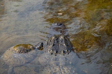 alligator and turtles