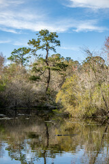 alligator and turtles