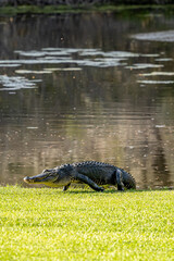 alligator and turtles