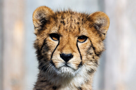 Gepard Portrait eines Jungtiers