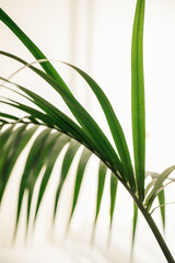 Kentia palm frond