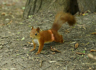 Naklejka na ściany i meble Little fluffy cheerful redhead squirrel in the park.
