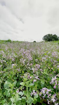 Spring Wild Flowers Dancing in the Breeze along a Hillside Southern California Meadow