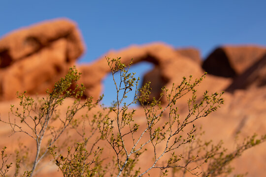 Creosote bush with Sandstone arch background in Valley of Fire, Nevada