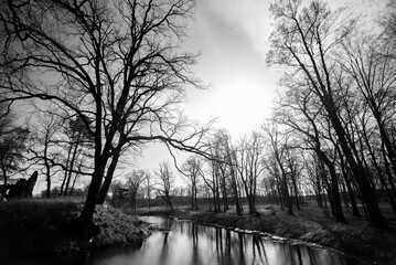 trees in the morning