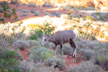 Desert Big Horn Sheep, Ewe in Valley of Fire Nevada