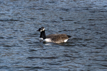 Pair of Canadian geese on a rural fishing lake.