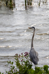 A great blue heron stands at the shore of Lake Apopka near Orlando, Florida, gazing out over the...