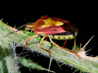 red and yellow beetle