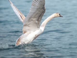 Close-up of a young mute swan rising up for a flight over blurred water background, shot from the side