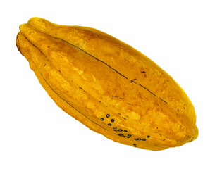cocoa fruit on a white background