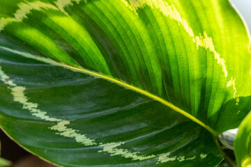 Calathea in a pot on the shelf. Green houseplants. Modern room decor, interior. Lifestyle, Still life with plants. Close up