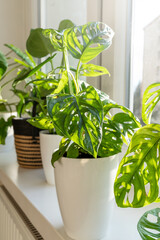 Monstera monkey mask in a pot on the shelf. Green houseplants. Modern room decor, interior. Lifestyle, Still life with plants. Close up	