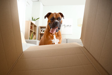 Boxer dog with open box at home, view from inside