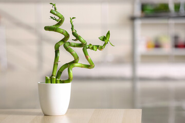Pot with bamboo plant on blurred background