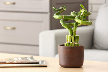 Pot with bamboo plant and magazines on table in living room