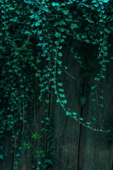 Evergreen ivy on wooden fence