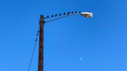 birds on the street lamp pole